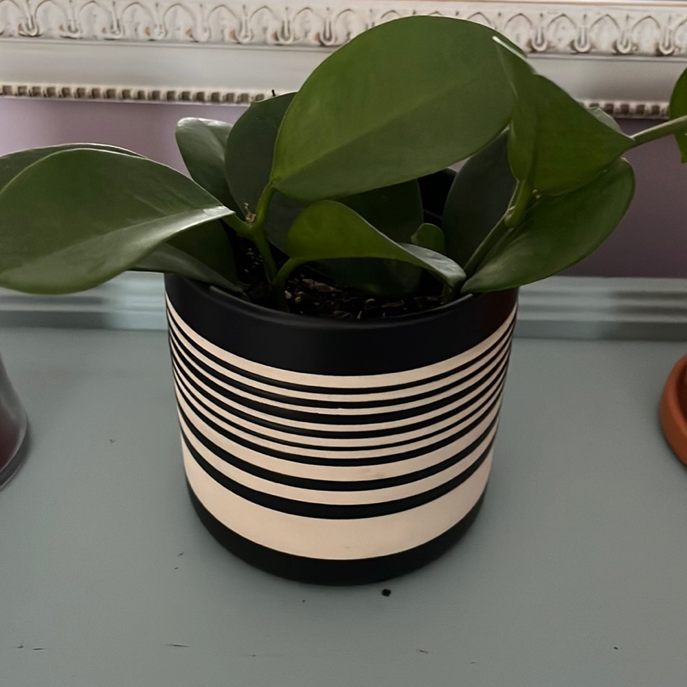Pot for plant